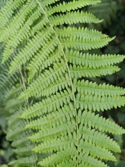 Pteridium tauricum