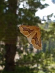 Sabulodes edwardsata