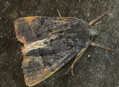 Apamea impulsa