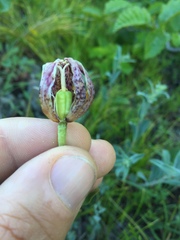 Fritillaria purdyi