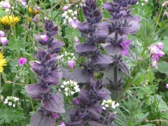Ajuga orientalis