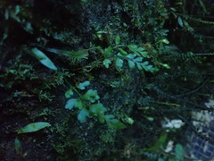 Asplenium cimmeriorum