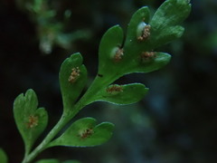 Asplenium cimmeriorum