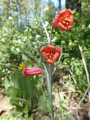 Fritillaria recurva