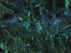Asplenium cimmeriorum