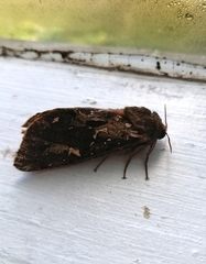 Callipielus digitata