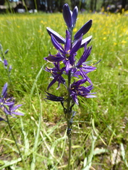 Camassia quamash