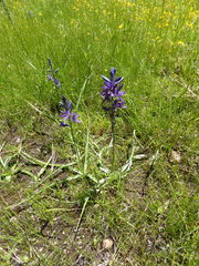 Camassia quamash