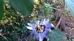 Passiflora amethystina