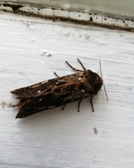 Callipielus digitata