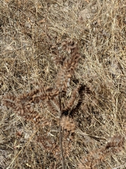 Glycyrrhiza lepidota