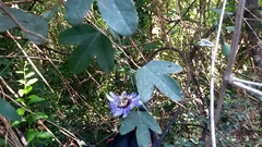 Passiflora amethystina