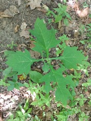 Smallanthus uvedalia
