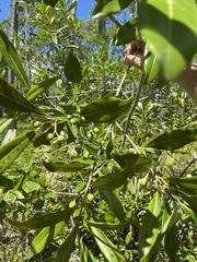 Cartrema americana