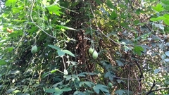 Passiflora amethystina