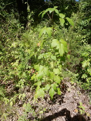 Toxicodendron radicans negundo
