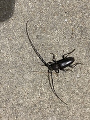 Enaphalodes hispicornis