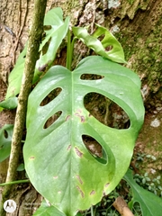 Monstera acuminata
