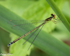 Enallagma antennatum