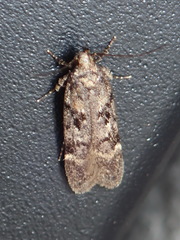 Chionodes thoraceochrella