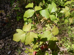 Toxicodendron radicans negundo