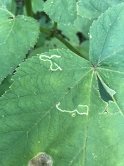 Phytomyza spondylii group