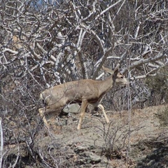 Odocoileus hemionus peninsulae
