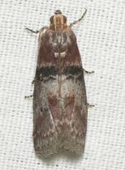 Sciota vetustella