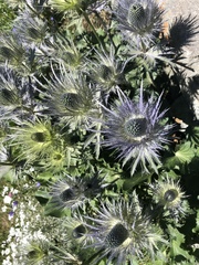 Eryngium alpinum