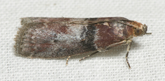 Sciota vetustella