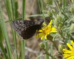 Erynnis afranius