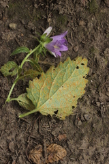 Coleosporium campanulae