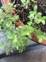 Origanum majorana