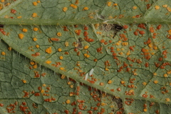 Coleosporium campanulae