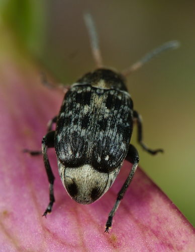 bean beetle