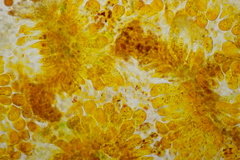 Coleosporium campanulae