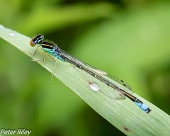 Enallagma antennatum