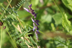 Vicia cracca cracca