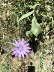 Lactuca perennis
