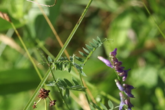 Vicia cracca cracca