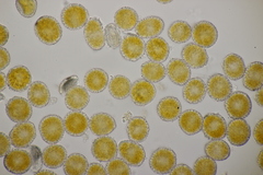 Coleosporium campanulae