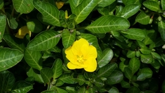 Ludwigia peploides