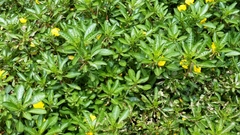 Ludwigia peploides