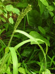 Panicum miliaceum