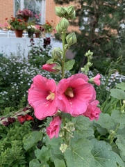 Alcea rosea