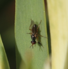 Anaphalantus longicornis