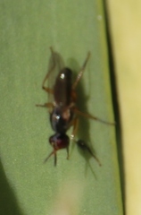 Anaphalantus longicornis