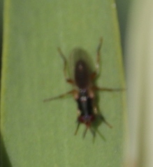 Anaphalantus longicornis