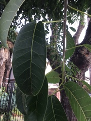 Ficus luschnathiana