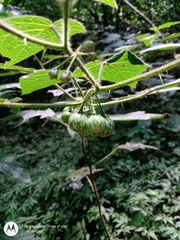 Solanum acerifolium